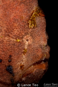 A Large Frogfish Closeup by Lance Teo 